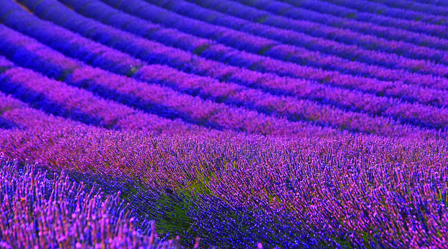 Pure, Highest Quality Essential Oils  Together in our  CBD Blends